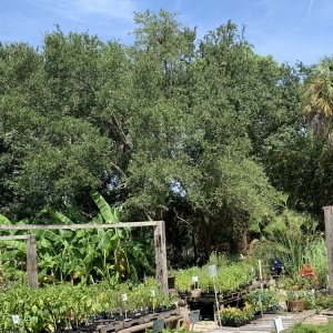Photo of Maas Nursery