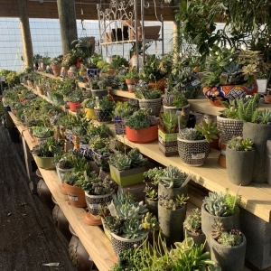 Photo of Maas Nursery