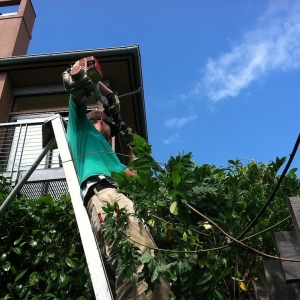 Photo of Green Garden Landscaping