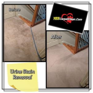 Photo of Yes Pet Friendly Carpet Cleaning Services
