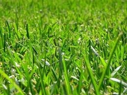 Photo of Lawn Works