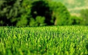 Photo of Lawn Works