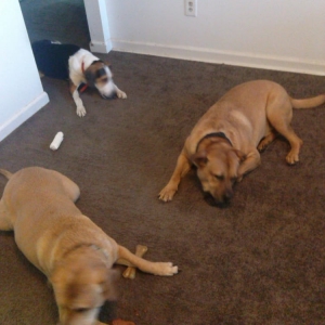 Photo of Green Dry Carpet Cleaning
