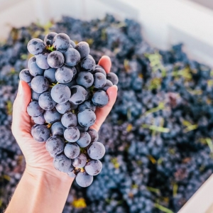 Photo of DavestÃ© Vineyards