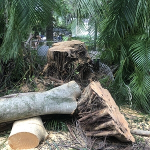 Photo of All Dade Tree Service