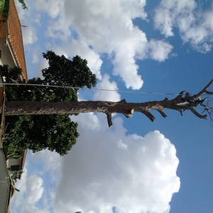 Photo of All Dade Tree Service