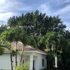 Photo of All Dade Tree Service