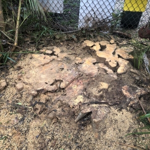 Photo of All Dade Tree Service