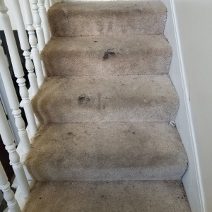 Photo of All Metro Carpet Cleaning