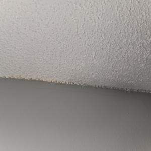 Photo of Joel Pressure Cleaning & Painting Services