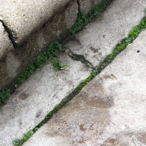 Photo of Pavercare