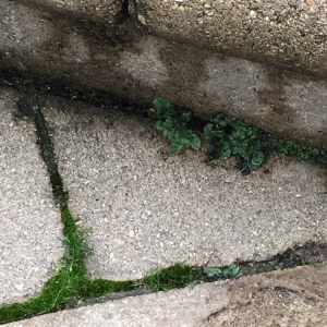 Photo of Pavercare