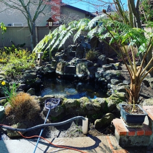Photo of A-1 Koi Ponds