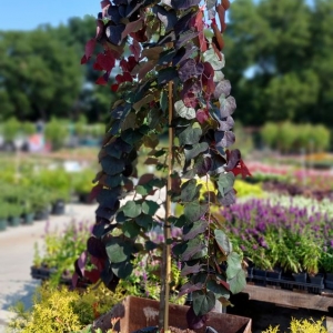 Photo of Covington's Nursery & Landscape