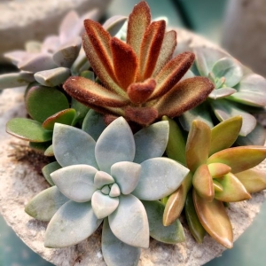 Photo of Covington's Nursery & Landscape
