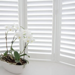 Photo of Rise and Shine Window Treatment