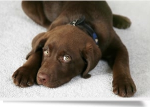 Photo of Southern Dry Carpet Cleaning