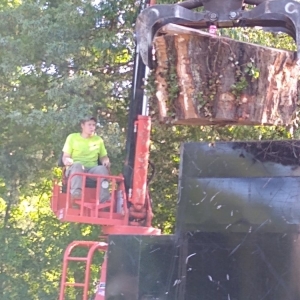Photo of Tree Pros