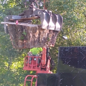 Photo of Tree Pros