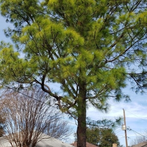 Photo of A-1 Lawn & Tree Service