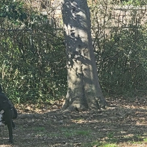 Photo of A-1 Lawn & Tree Service