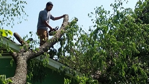 Photo of A-1 Lawn & Tree Service