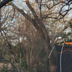 Photo of A-1 Lawn & Tree Service