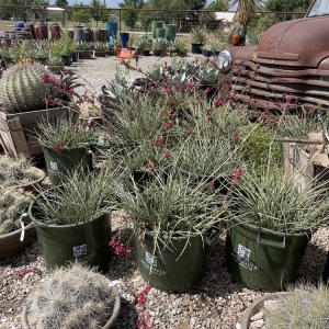 Photo of Backbone Valley Nursery