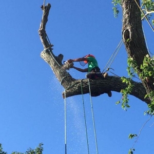 Photo of C & N Tree Service and Landscaping
