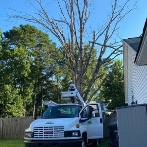 Photo of C & N Tree Service and Landscaping