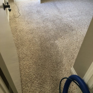 Photo of Discenzo Carpet Cleaning Service