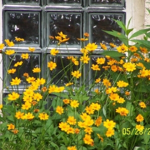 Photo of Holler Glass Block