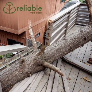 Photo of Reliable Tree Care and Removal