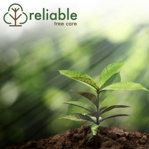 Photo of Reliable Tree Care and Removal