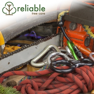 Photo of Reliable Tree Care and Removal