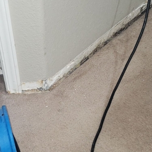 Photo of Pro Restoration