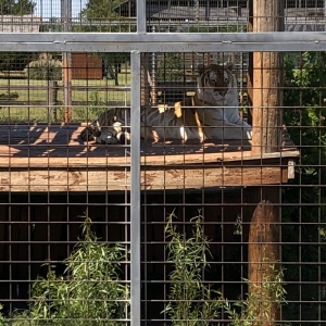 Photo of Tiger Safari
