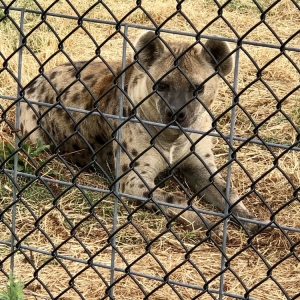 Photo of Tiger Safari