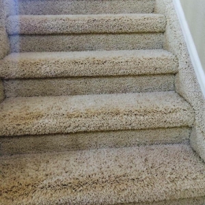 Photo of The One Carpet Cleaning