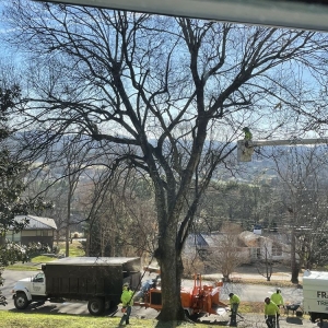 Photo of Franklin Tree Service