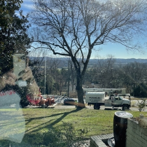 Photo of Franklin Tree Service