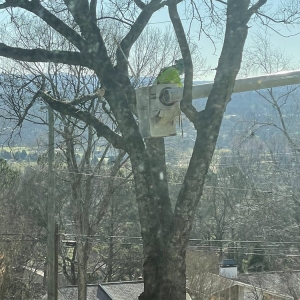 Photo of Franklin Tree Service