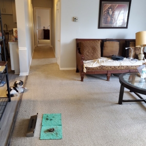 Photo of Oxi Fresh Carpet Cleaning
