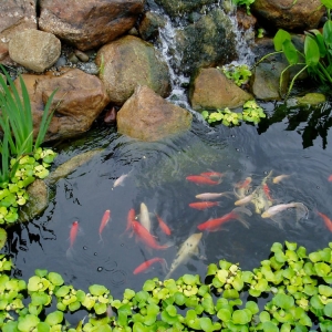 Photo of Fox Landscape Designs