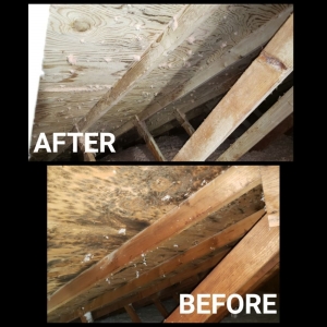 Photo of Complete Detail Cleaning & Restoration