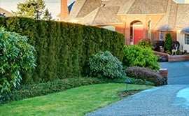 Photo of The Top Team Lawn Care