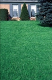 Photo of Greenlawn Sod Farm