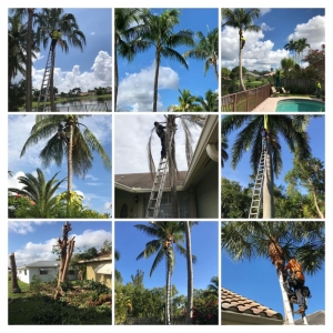 Fort Lauderdale Steven Landscaping