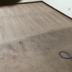 Photo of Ideal Carpet Cleaning