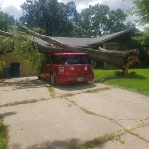 Photo of Allen's Tree Service